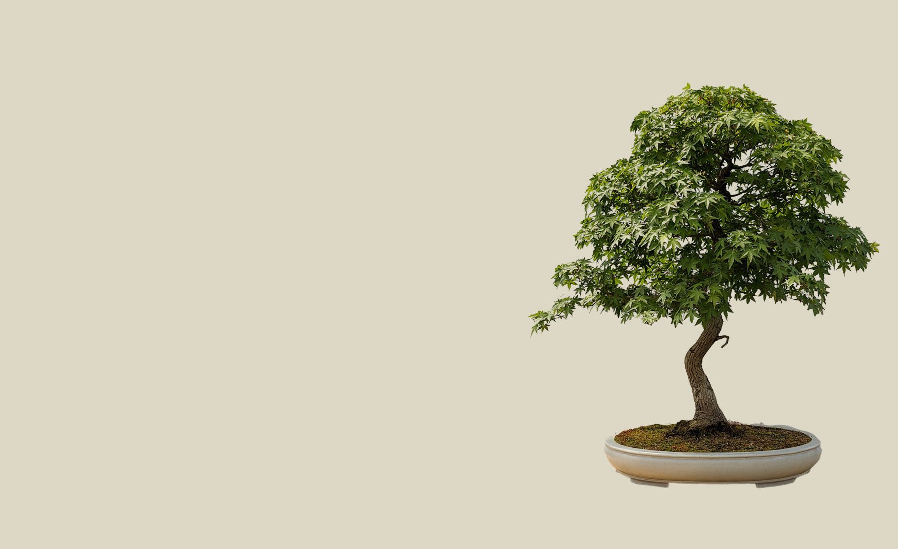 Want a weekend project!? Make your own Bonsai Zen garden with