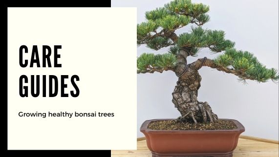 Bonsai Tree Care: Tips and Techniques for Healthy, Thriving