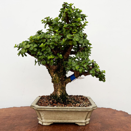 Frank Yee Cork Bark Jade In Yixing Ceramic Pot No. 476