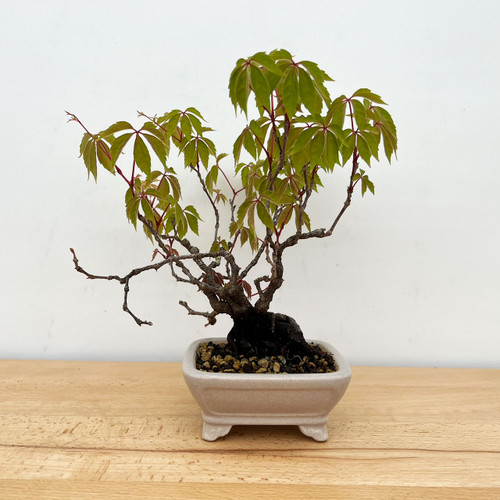 Virginia Creeper Bonsai Tree (No. TS26) at New England Bonsai Gardens