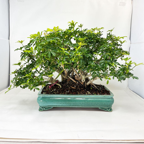 Jim Smith Hawaiian Umbrella Tree | No. 11256| New England Bonsai