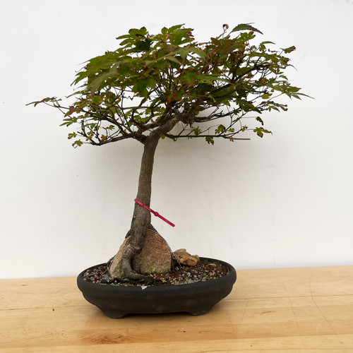 Japanese Maple Bonsai Tree (No. 17119) at New England Bonsai Gardens