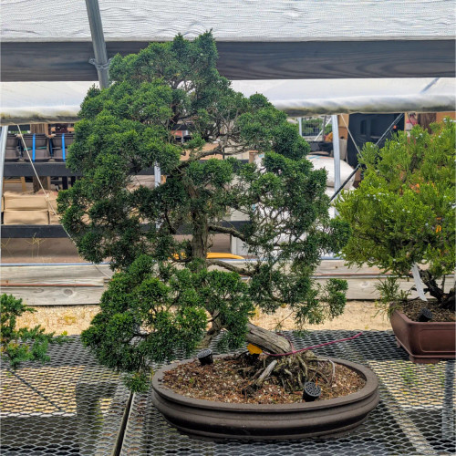 shimpaku_juniper_sku_12667_2__