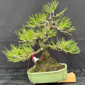 New England Bonsai