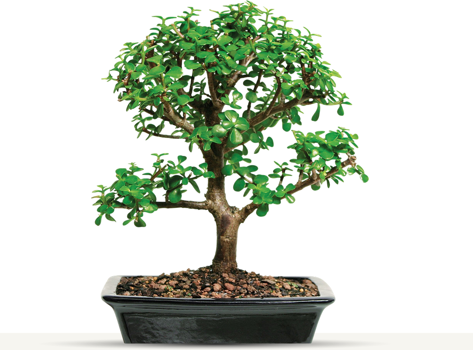 Bonsai Tree
