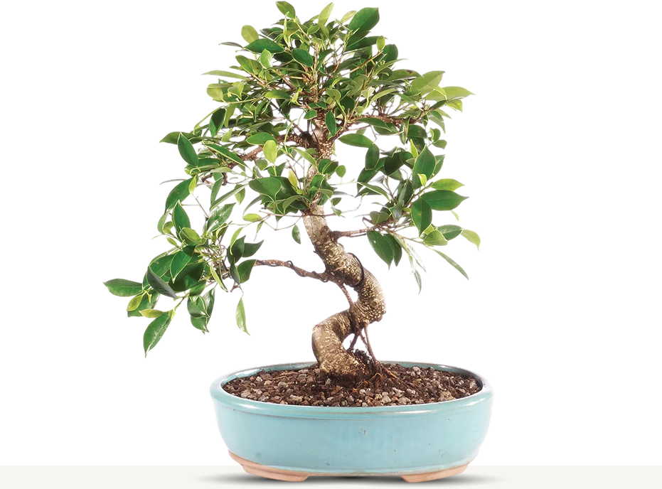 Bonsai Quality Tree