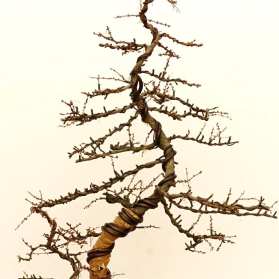 New England Bonsai