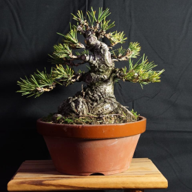 New England Bonsai