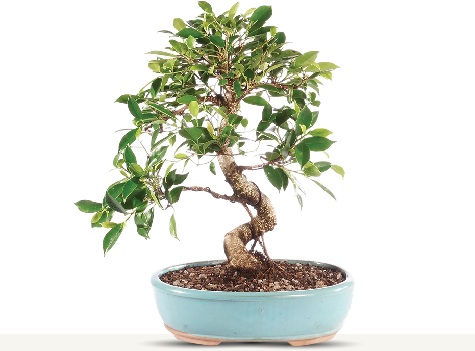 Bonsai Quality Tree