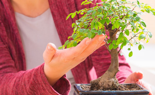 Tree Care Guides