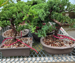 Bonsai Gallery
