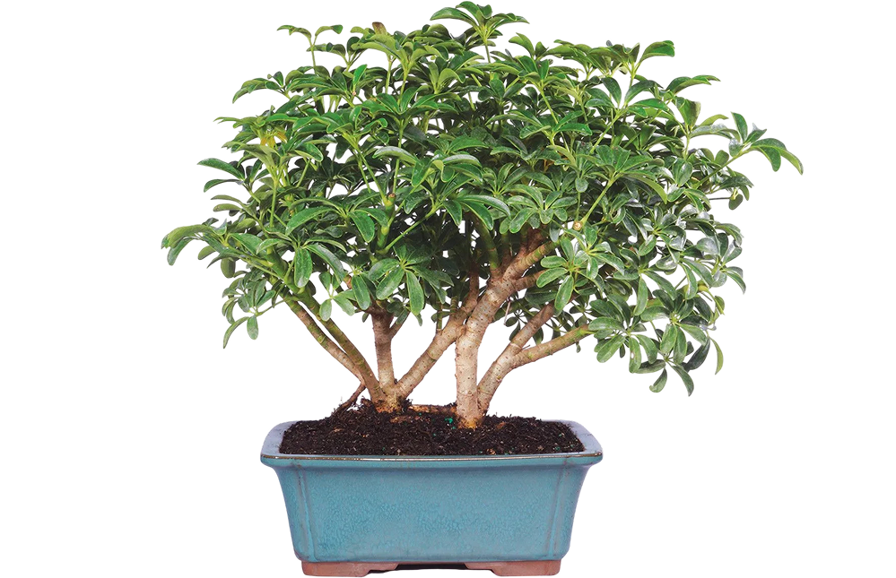 Bonsai Tree