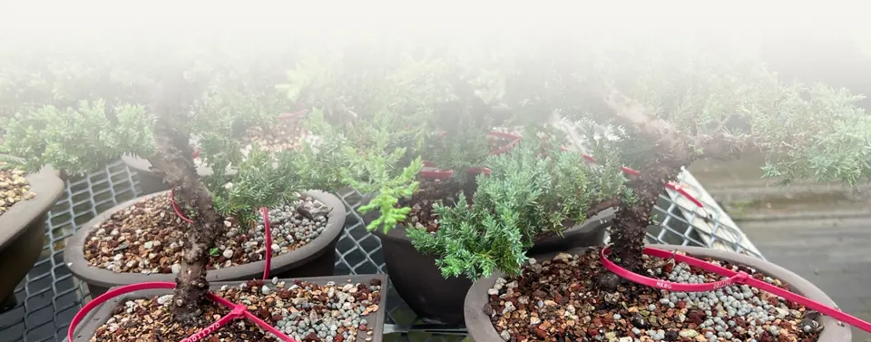 New England Bonsai Gardens (Nebg)