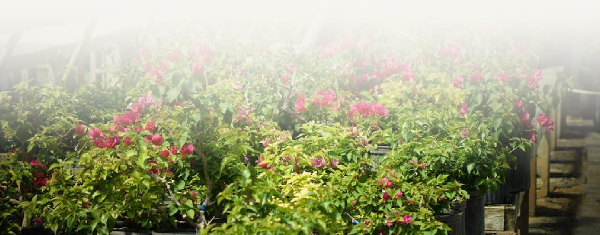 Crafting Bonsai Excellence