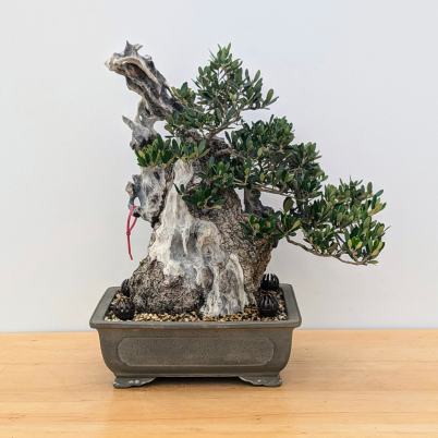 Shop Bonsai Trees