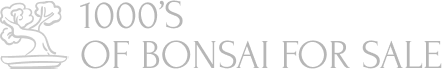 1000's Bonsai for Sale