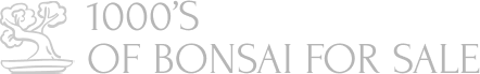 1000's Bonsai for Sale