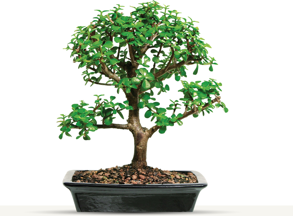 Bonsai Tree