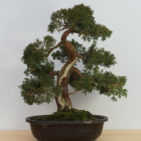 New England Bonsai