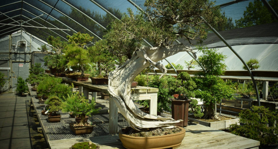 Team bonding with roots