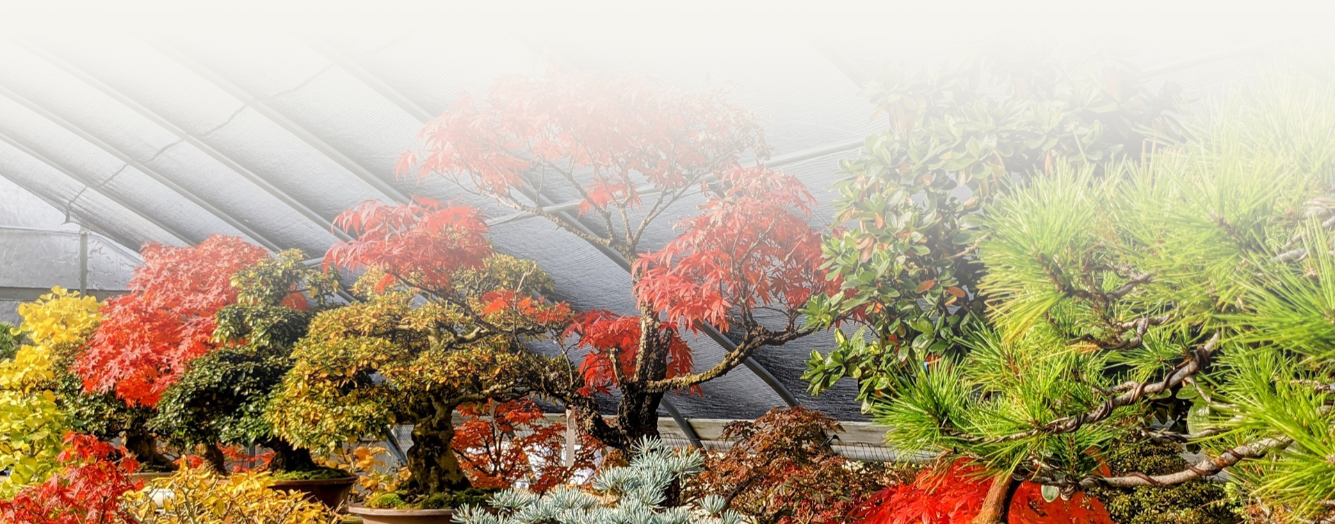 New England Bonsai Gardens (Nebg)