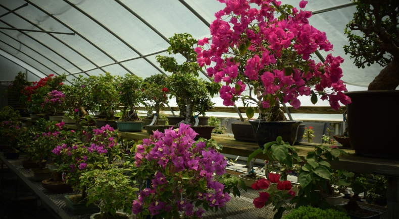 New England Bonsai Gardens