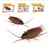 Remote Control Realistic Fake Cockroach Rc Toy Prank Insects Roach Gift For Kids