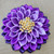 3 color violet brooch- yellow center