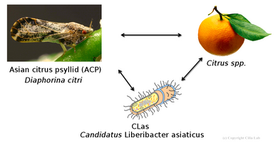 Sucrose Octanoate: A Promising Solution to Combat Citrus Greening Disease