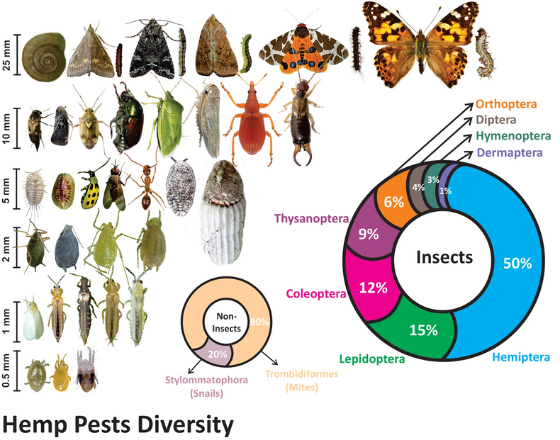 Hemp Pests Documented in New Guide for Florida Growers