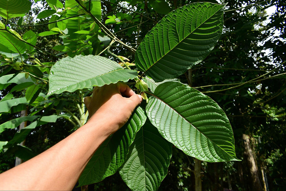  High-quality kratom High-quality kratom