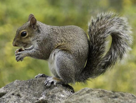 .22LR vs. Air Guns for Small Game: A Breakdown