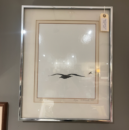 Seagull Photograph 1969
