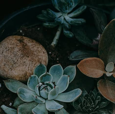 Romantic Plants to Give for Valentine’s Day