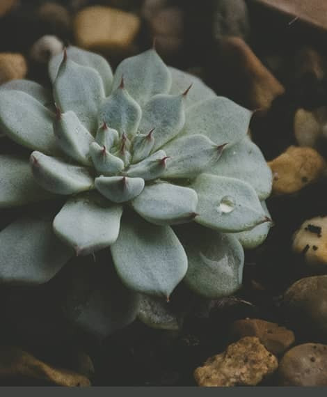  ما الذي تحتاجه النباتات الداخلية فعليًا للبقاء في المنازل في منازل العراق