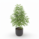 China Doll Plant