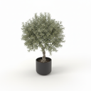 Olive Tree