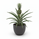 Pineapple Plant