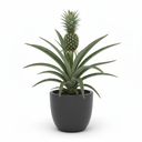 Pineapple Plant