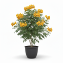 Yellow Trumpetbush