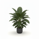 Anthurium Jenmanii 'Jenmanii'