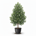 Common Myrtle 'Pyramidal'