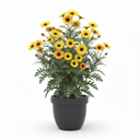 Grey-Leaved Euryops