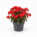 Iconia Begonia Standard 'Iconia Standard Red'