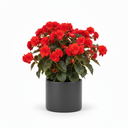 Iconia Begonia Standard 'Iconia Standard Red'