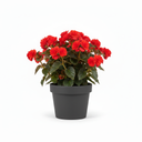 Iconia Begonia Standard 'Iconia Standard Red'