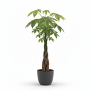 Money Tree 'Braided Trunk'