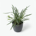 Microsorum diversifolium