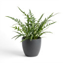 Microsorum diversifolium