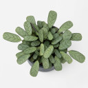 Goeppertia picturata